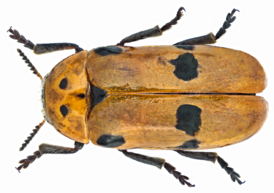 Clytra novempunctata