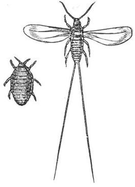 Самка (слева) и самец мексиканской кошенили (Dactylopius coccus)