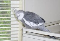 Cockatiel Sleeping.jpg