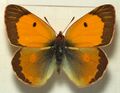 Colias croceus, ♂