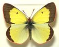 Colias palaeno, ♂