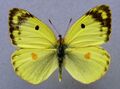 Colias alfacariensis, ♂