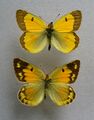 Colias chrysotheme ♂ ♀