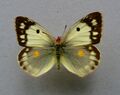 Colias croceus, ♀ f.helice