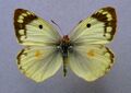 Colias hyale, ♀