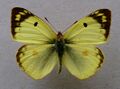 Colias hyale, ♂