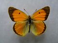 Colias myrmidone, ♂