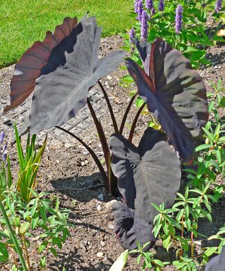 Один из культиваров колоказии: Colocasia esculenta 'Black Magic'