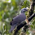 Нильгирийский голубь обитает на западе Индии
