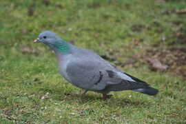 Клинтух (Columba oenas)