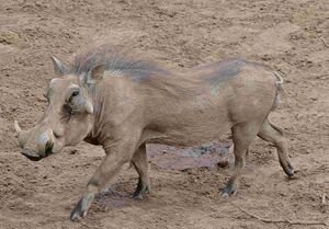 Common Warthog (Phacochoerus africanus) (31551500273).jpg