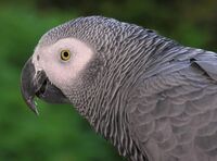 Congo African Grey Parrot -head detail.jpg