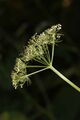 Compound umbel of a hemlock-parsley, Conioselinum pacificum (Apiaceae)