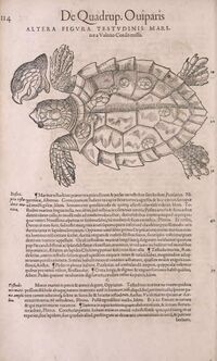 Conr. Gesneri Tigurini medicinæ et philosophiae professoris in Schola Tigurina, Historiæ animalium liber II (Page 114) BHL40218314.jpg