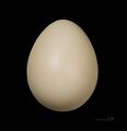Яйцо серой джунглевой курицы (Gallus sonneratii). Тулузский музей