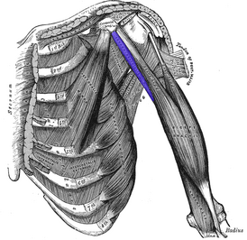 Клювовидно-плечевая мышца выделена синим