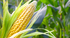 Кукуруза — основа для американского бурбона