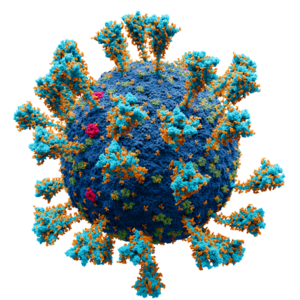 Coronavirus. SARS-CoV-2.png