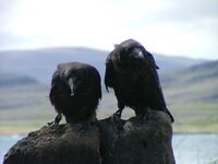 Corvus corax jouveniles.jpeg