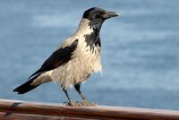 Corvus cornix -Egypt-8.jpg