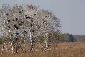 Corvus frugilegus rookery.jpg