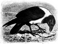 Corvus scapulatus