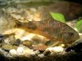 Крапчатый сомик (Corydoras paleatus)