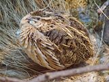 Coturnix coturnix (Warsaw zoo)-1.JPG