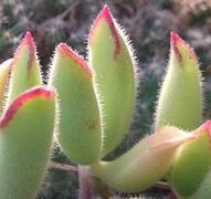 Cotyledon campanulata