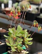 Cotyledon eliseae