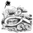Courge massue très longue Vilmorin-Andrieux 1883.png