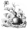 Courge pèlerine Vilmorin-Andrieux 1883.png