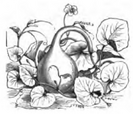 Courge siphon Vilmorin-Andrieux 1883.png