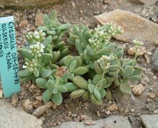 Crassula ausensis subsp. ausensis