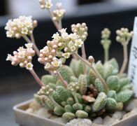 Crassula ausensis subsp. titanopsis