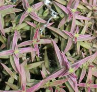 Crassula capitella subsp. thyrsiflora