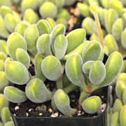 Crassula congesta subsp. congesta