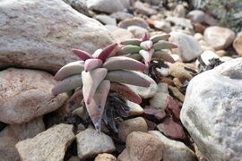 Crassula congesta subsp. laticephala