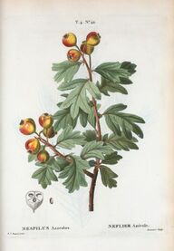 Crataegus azarolus.jpg