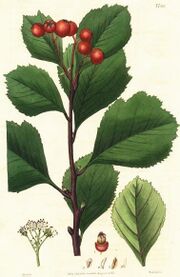 Crataegus sanguinea.jpg