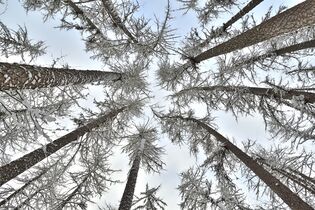 Кроны лиственницы сибирской зимой