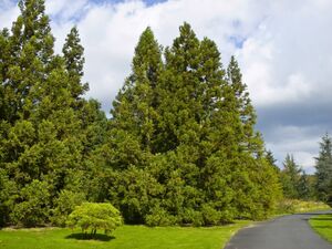 Cryptomeria japonica - Marburg 001.jpg