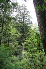 Cryptomeria japonica Yakushima 10.jpg