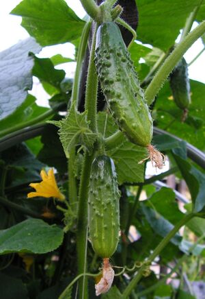 Cucumis sativus20090812 496.jpg