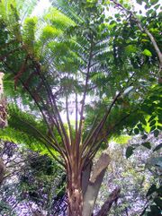 Cyathea RGBS.jpg