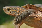 Cyclemys dentata (Cyclemys dentata)