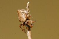 Cyclosa.conica.male.spiderling.jpg