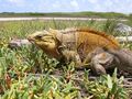 Cyclura rileyi с Багамских островов