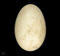 яйцо Cygnus melancoryphus — Тулузский музей
