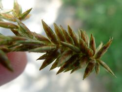 Cyperus javanicus spikelet 1.jpg